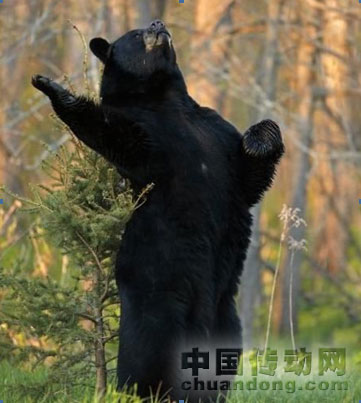 團隊管理之黑熊和棕熊  